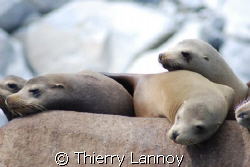 Sea lions chilling in Baja California Sur, Mexico - Cabo ... by Thierry Lannoy 